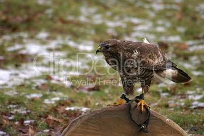 Mäusebussard Mäusebussard