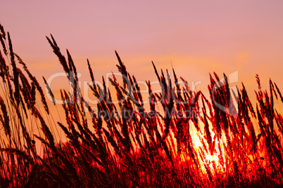 Cereals on sunset background