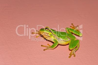 Treefrog on the vertical wall