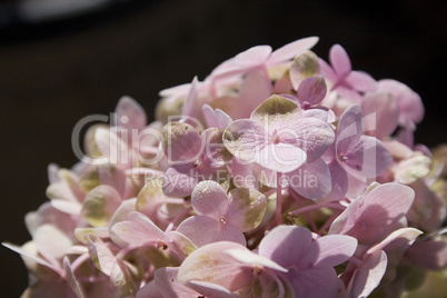 Pink Flowers