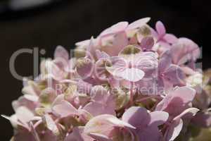 Pink Flowers