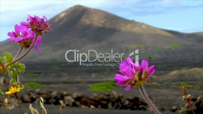flowers on volcanic wine growing region