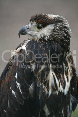 Schreiseeadler