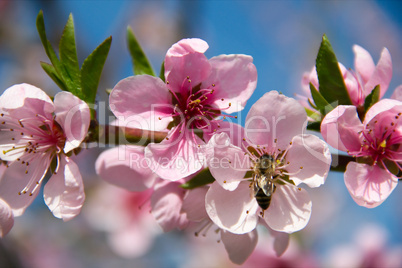 Blooming peach tree on blue sky background