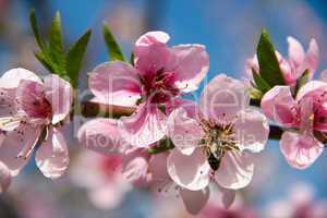 Blooming peach tree on blue sky background