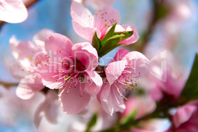 Blooming peach tree on blue sky background