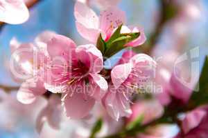 Blooming peach tree on blue sky background
