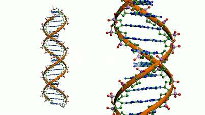 Удваивается молекула днк. Молекула ДНК. ДНК рисунок. ДНК совпадение. Репликация молекулы ДНК.