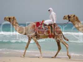 Camels in Dubai