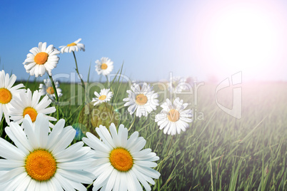 Ox-eye Daisy Flowers