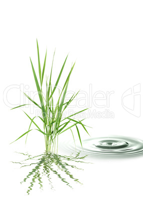 Grass On Water