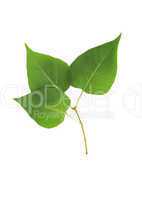 Green Leaves Isolated