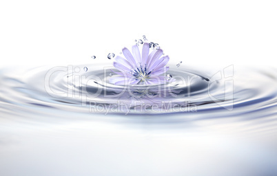 Flower In Water