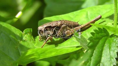 Strauchschrecke - bush cricket