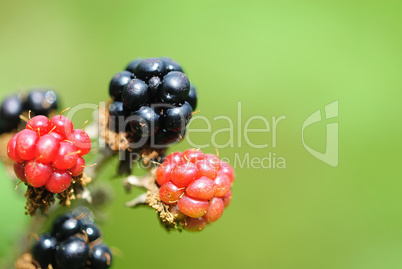 brombeeren 20