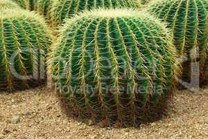 Close up shot of cacti