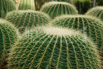 Close up shot of cacti