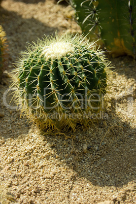 Close up shot of cacti