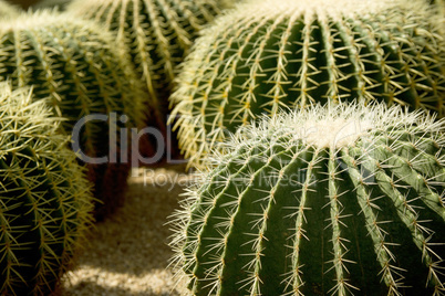 Close up shot of cacti