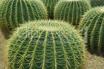 Close up shot of cacti