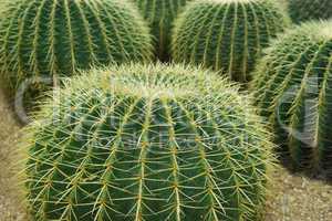 Close up shot of cacti