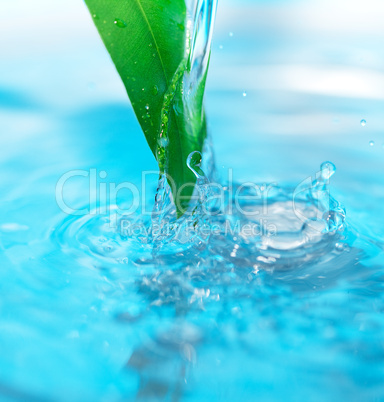 water drop and green leaves on a blue background