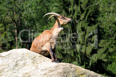 Steinbock