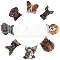 group of dog portraits around a circle