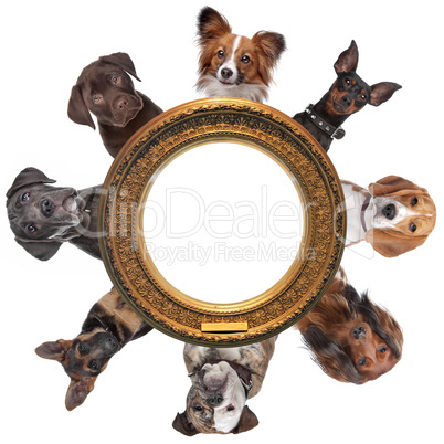 a group of dog portraits around a round golden picture frame