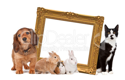 group of pets standing around a golden picture frame