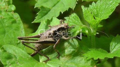 Strauchschrecke - bush cricket