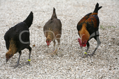 Hühner-Trio