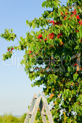 Cherry tree harvest summer portrait