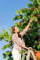 Cherry tree harvest summer woman sunny countryside