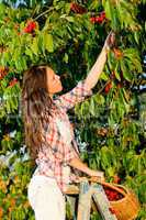 Cherry tree harvest summer woman stand ladder