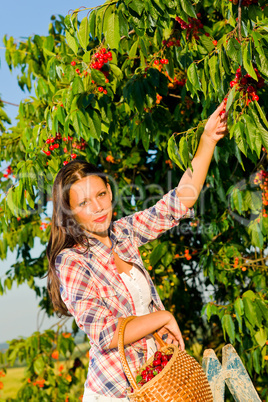 Cherry tree harvest summer beautiful woman sunny