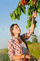 Cherry tree woman reaching high branch summer