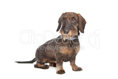 Wire-haired dachshund