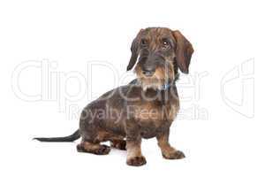 Wire-haired dachshund