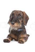 Wire-haired dachshund