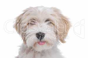 Tibetan Terrier