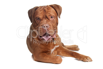 French mastiff