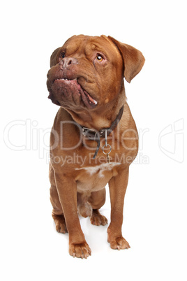 French mastiff