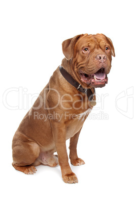 French mastiff