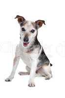 old and blind jack russel terrier