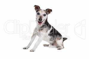 old and blind jack russel terrier