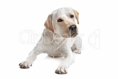 Yellow Labrador