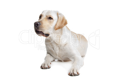 Yellow Labrador