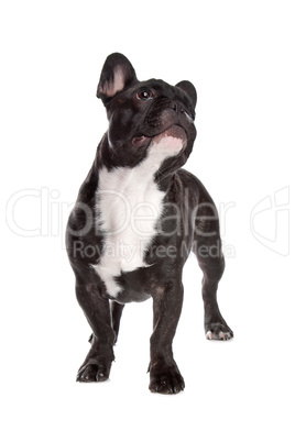 Black and white French Bulldog