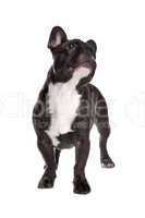 Black and white French Bulldog